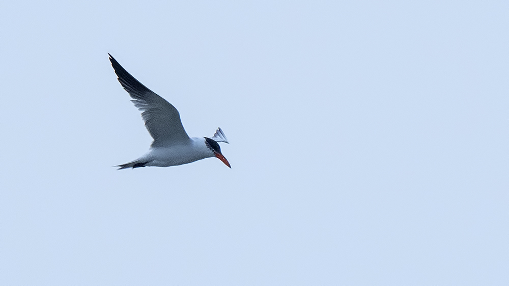 Caspian Tern